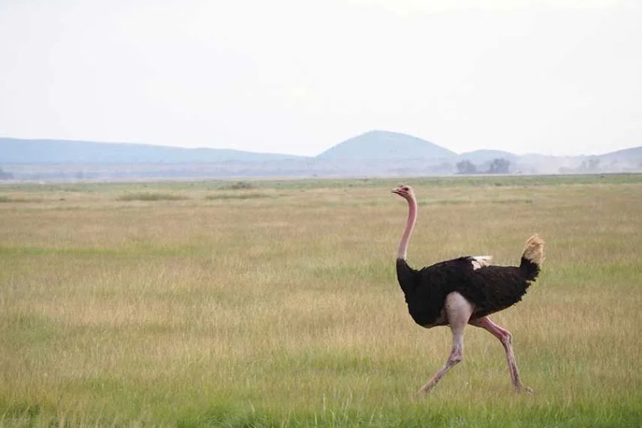 Ostrich running across open grassland with hills in the distance