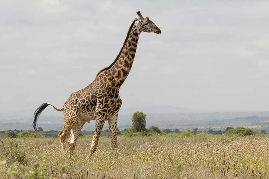 Maasai giraffe walking through tall grassland in Kenya