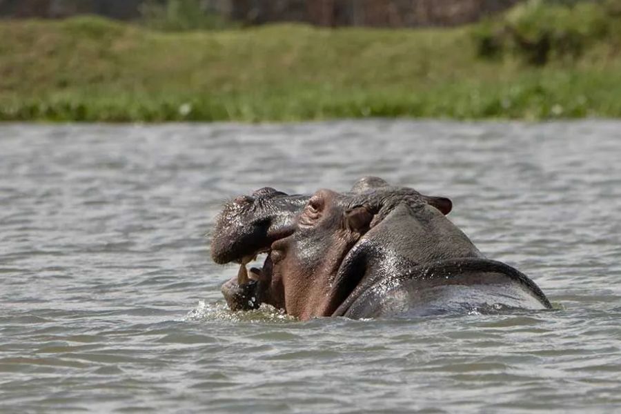 Hippopotamus with mouth open, partially submerged in a river