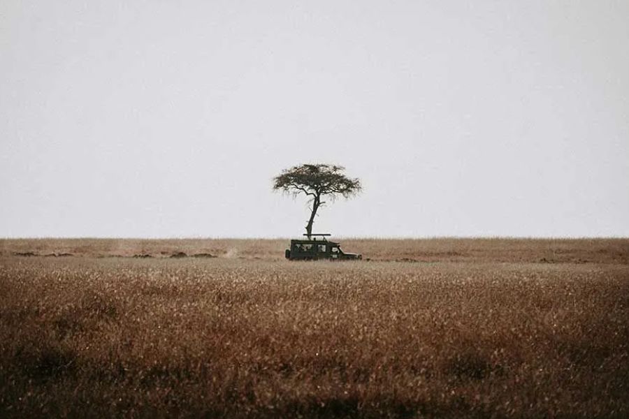 Safari jeep parked under a solitary acacia tree on the savanna