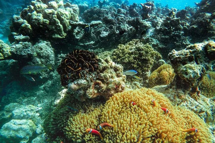 Coral reef with clownfish and colorful tropical fish in the Maldives