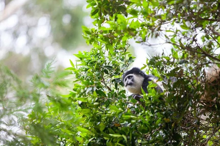 Black and white colobus monkey peering out from green tree foliage