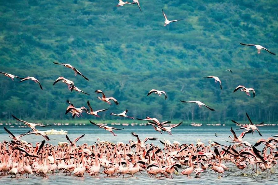 Flock of flamingos taking flight over a lake in Kenya, forested hills behind