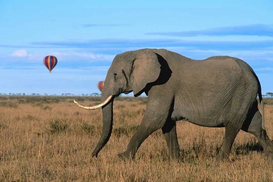 Elephant walking through grassland with hot air balloons in the sky behind it