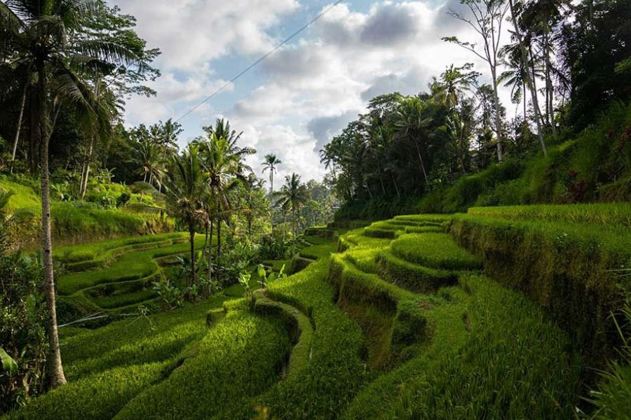Lush green rice terraces carved into a hillside, palm trees on either side