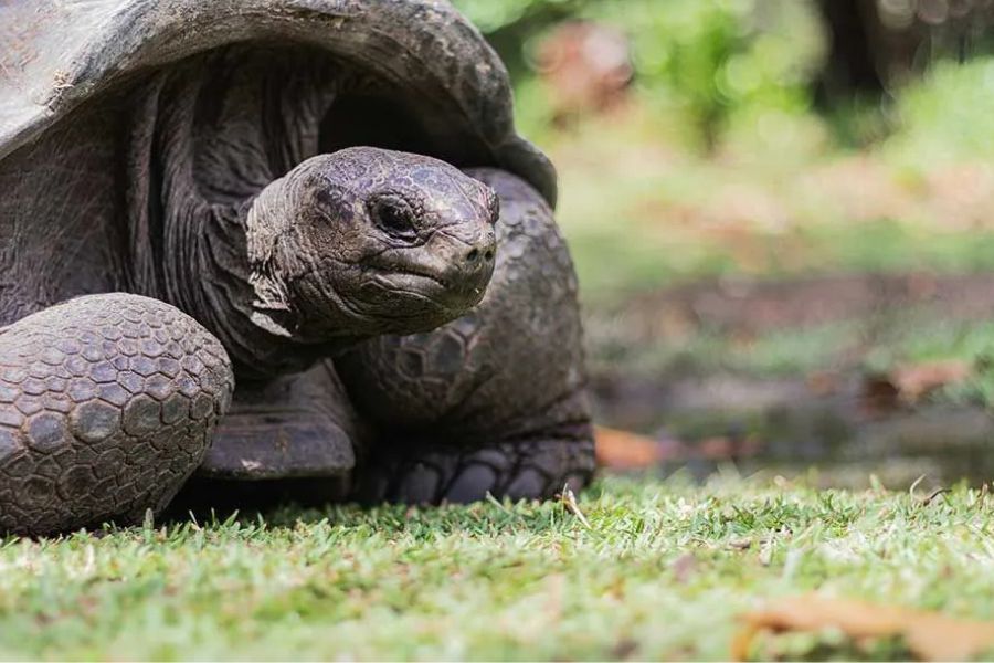 Close-up of a giant tortoise on grass in the Seychelles