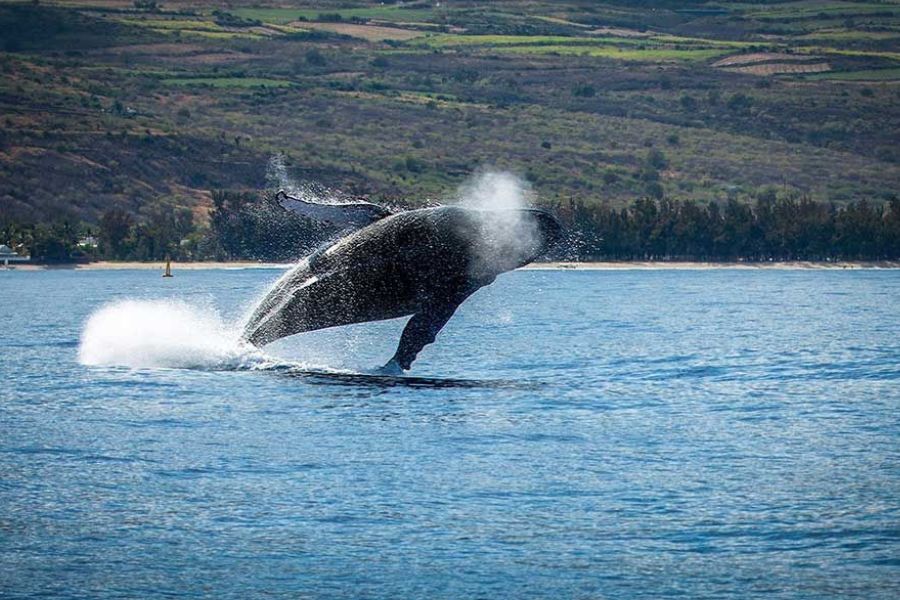 Humpback whale breaching near the coast, with Réunion's coastline visible behind