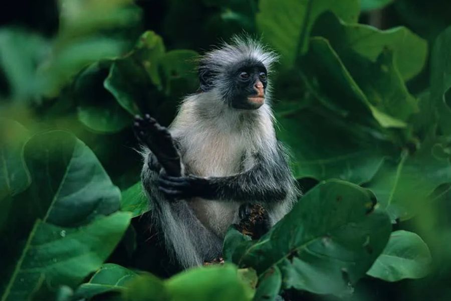 Zanzibar red colobus monkey surrounded by lush tropical forest.