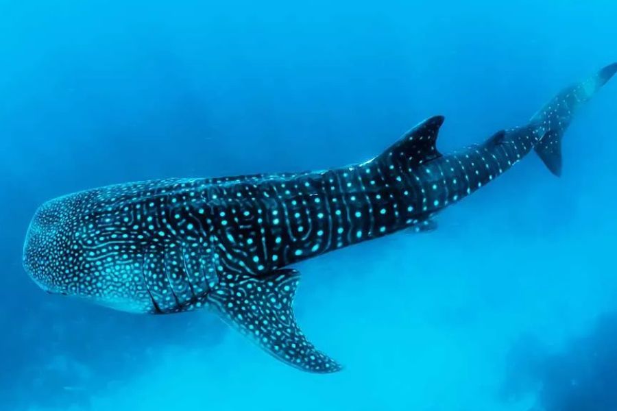 Whale shark swimming through the deep blue waters of the Maldives.
