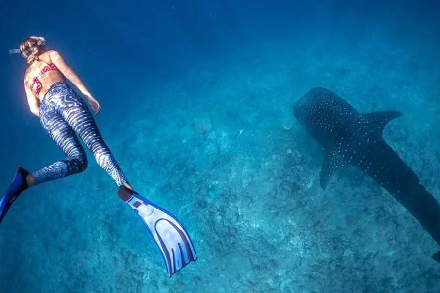 Snorkeller swimming alongside a whale shark in the clear waters of the Maldives.