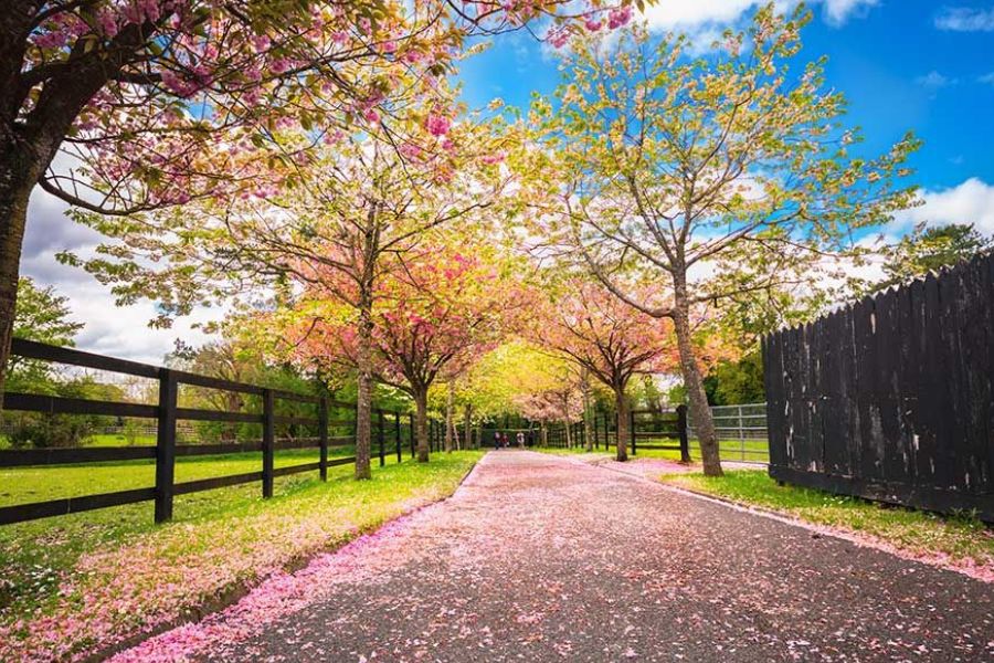 Cherry blossom-lined country road in Ireland during spring.