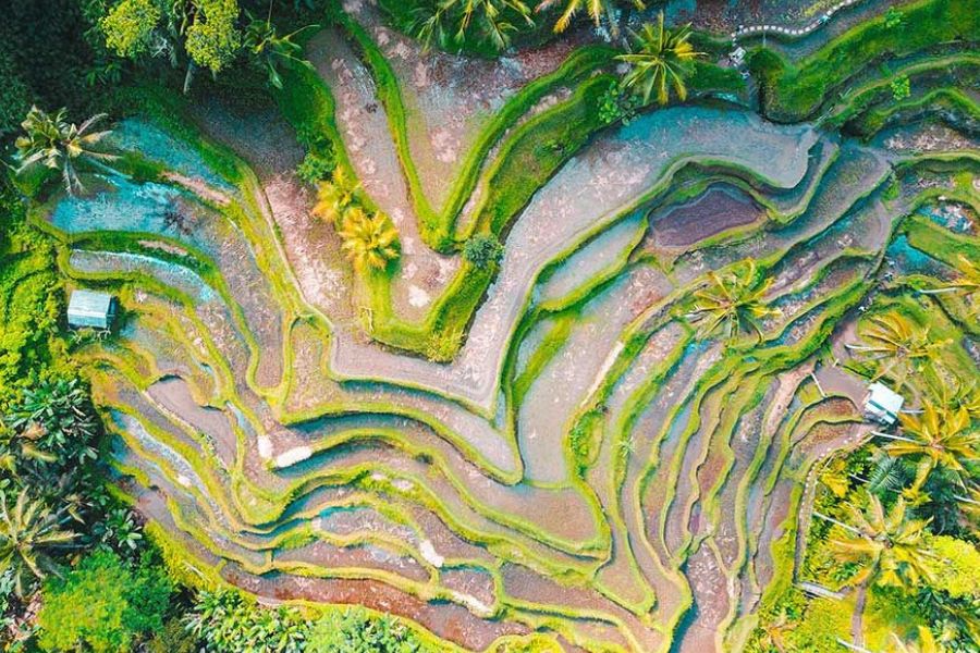 Aerial view of Bali’s iconic green rice terraces and palm trees.