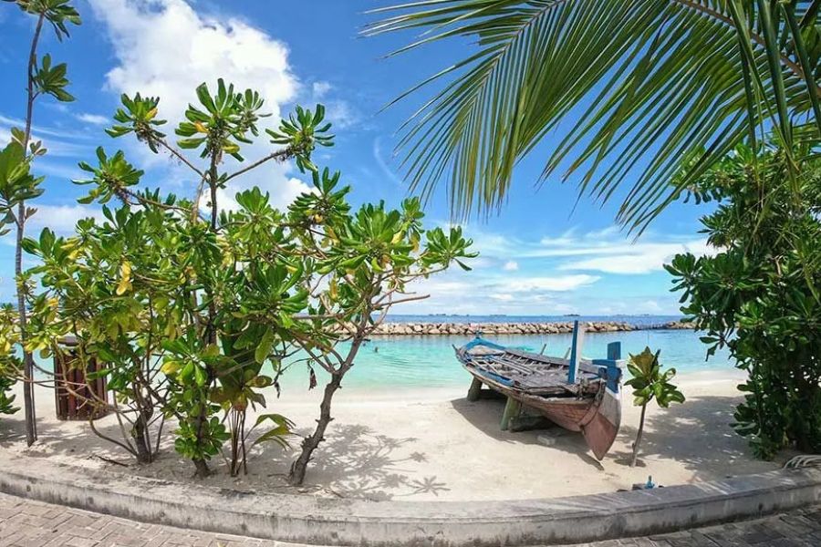 Traditional boat resting on a palm-fringed beach in the Maldives.