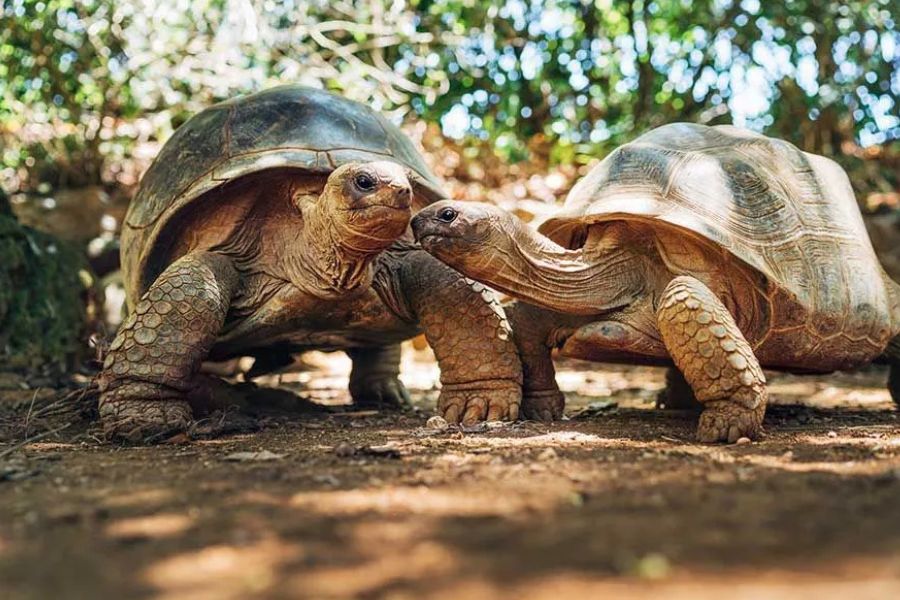 Giant Aldabra tortoises in a natural Seychelles reserve.