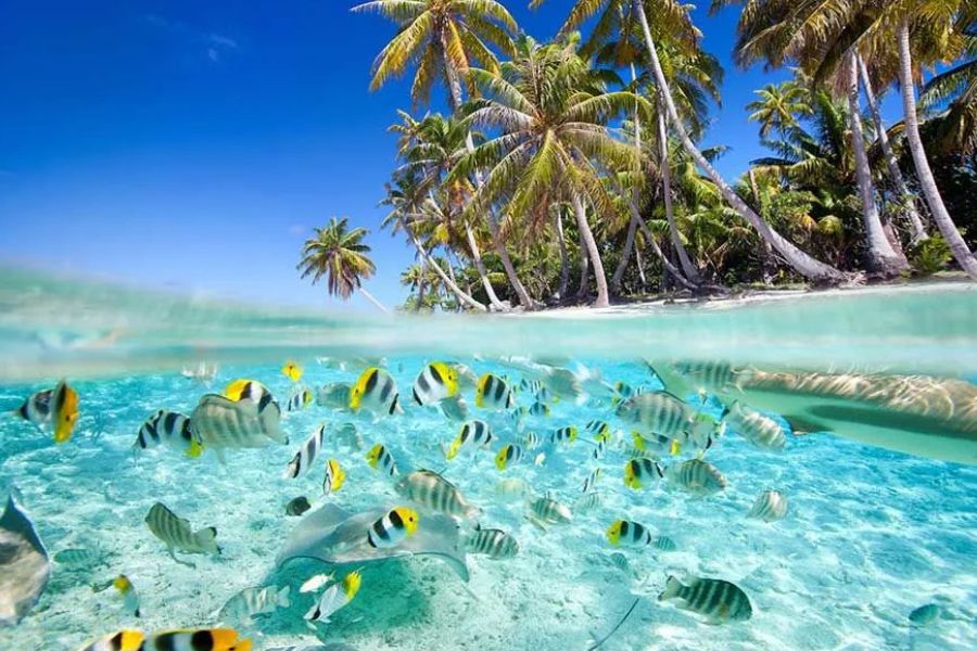 Tropical fish swimming in clear lagoon water beside a palm-fringed Maldives beach.