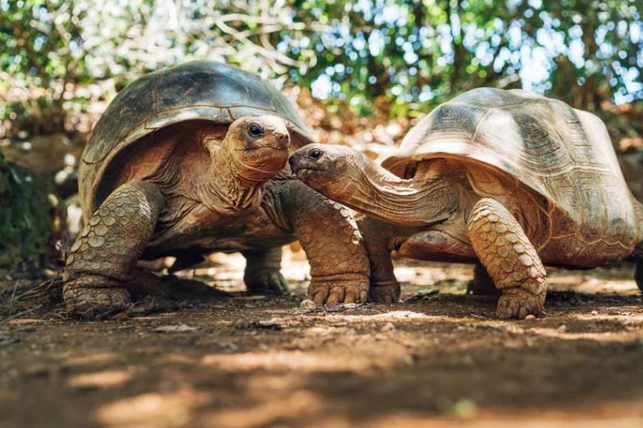 Giant Aldabra tortoises in a natural reserve in the Seychelles.