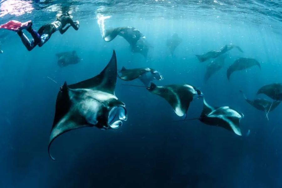 Snorkellers swimming with manta rays in the Maldives.