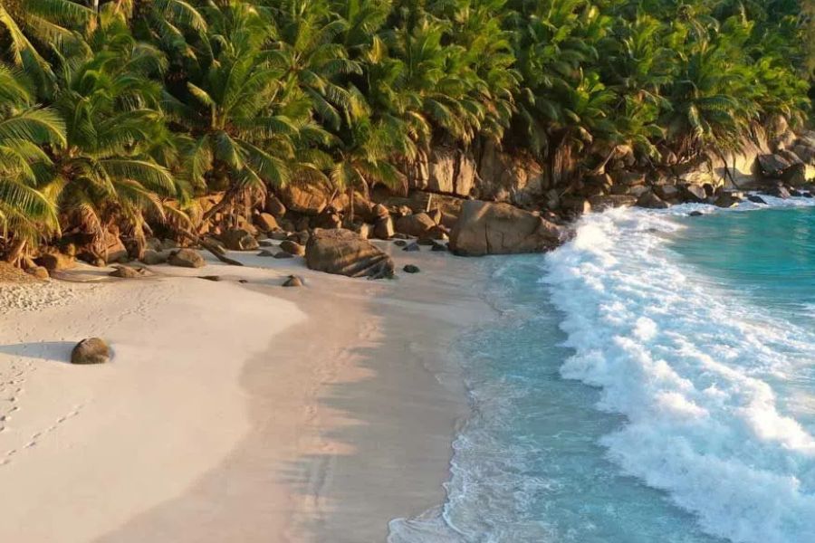 Aerial view of tropical sandy beach with palm trees and turquoise ocean waves
