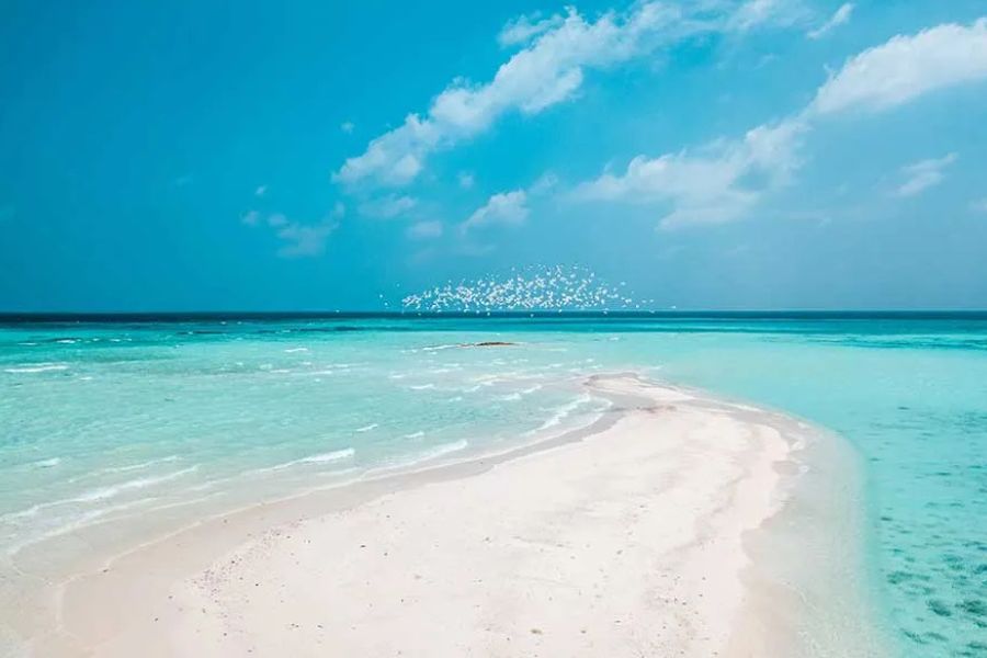 Flock of birds flying over a white sandbank surrounded by turquoise sea