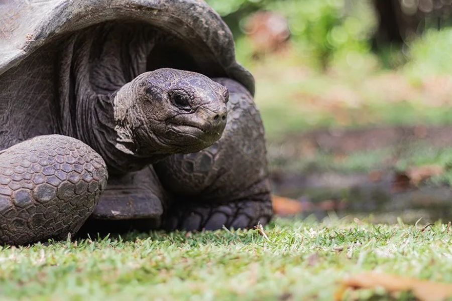 Close-up of a giant Aldabra tortoise resting on grass in the Seychelles, a species native to the outer islands