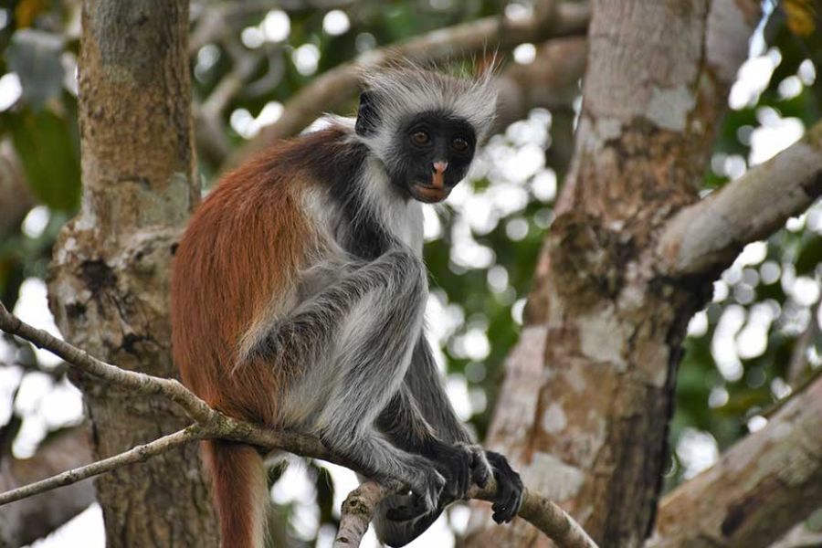 Zanzibar red colobus monkey in Jozani Forest