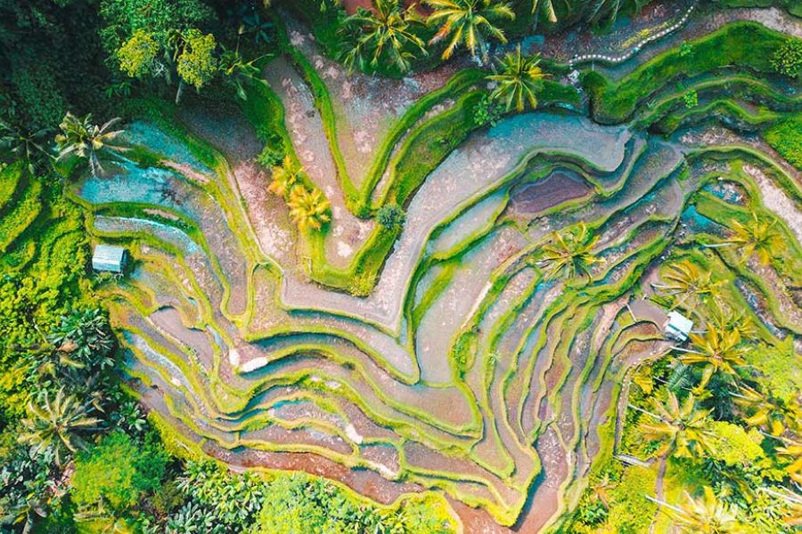 Rice terraces in Bali