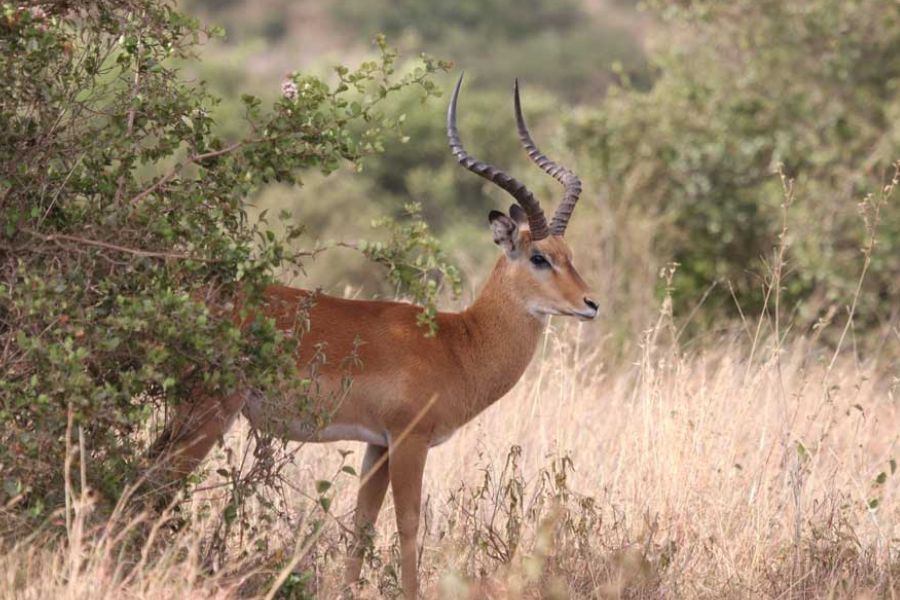 Impala in Nairobi National Park, Kenya