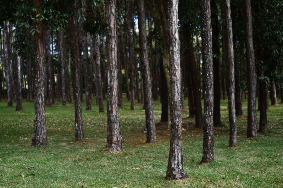 Pine forest surrounding the Trou aux Cerfs crater, Mauritius