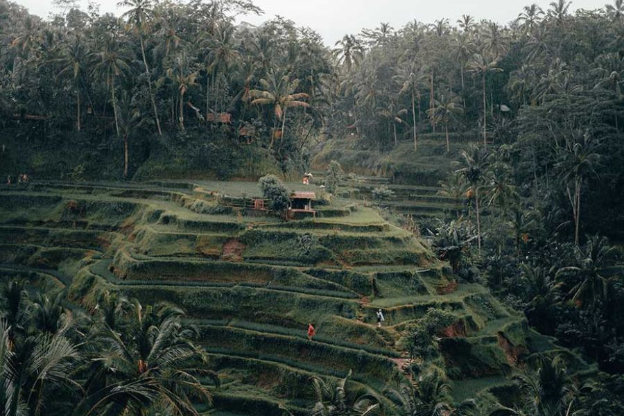 Rice terraces and temple in Ubud, Bali