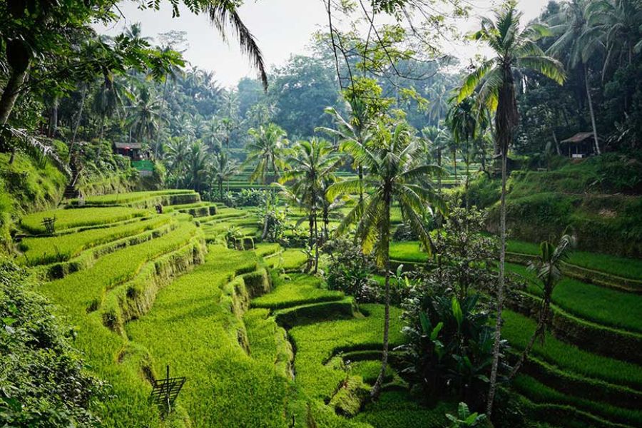 Rice terraces in Bali's central highlands