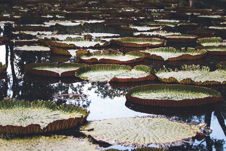Pamplemousses Botanical Garden, Mauritius