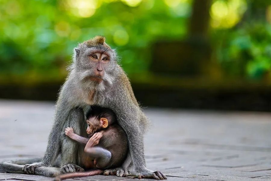 Sacred Monkey Forest Sanctuary temple grounds, Ubud, Bali