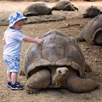 Giant tortoises