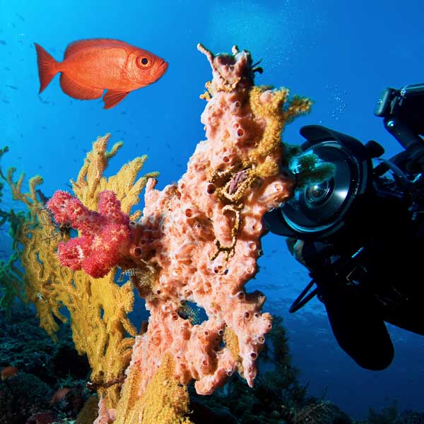 Scuba diver beside coral and a reef fish