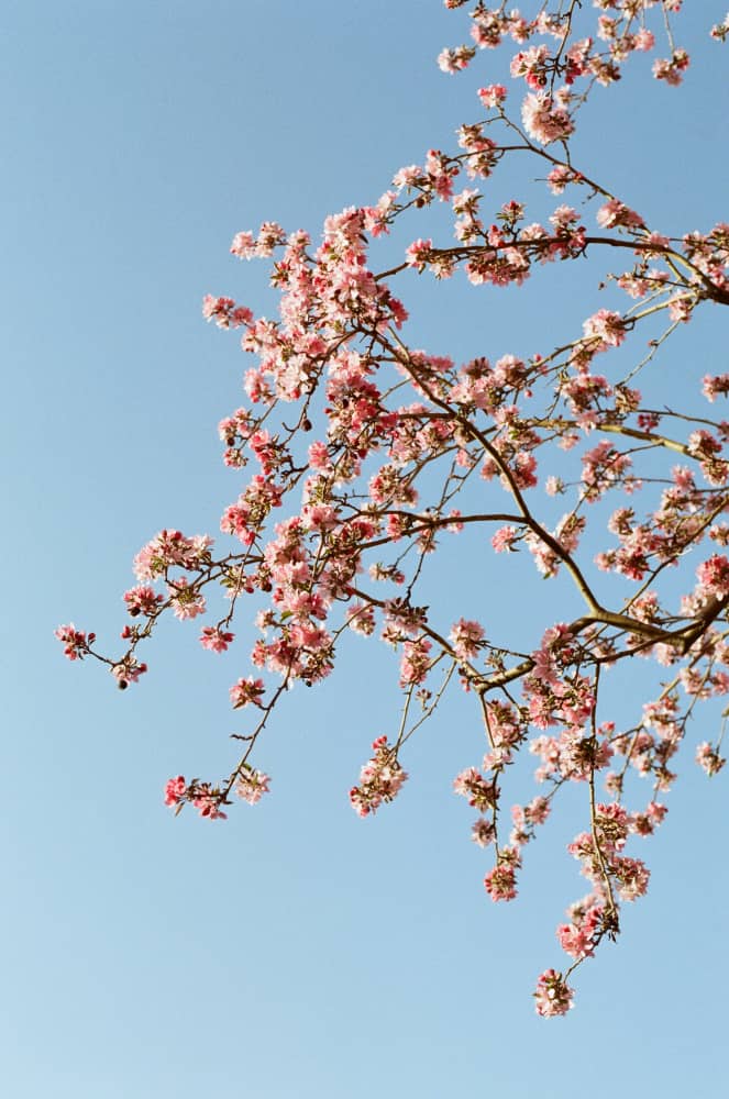 film/0003-0000090300/000009030026_dayyqs