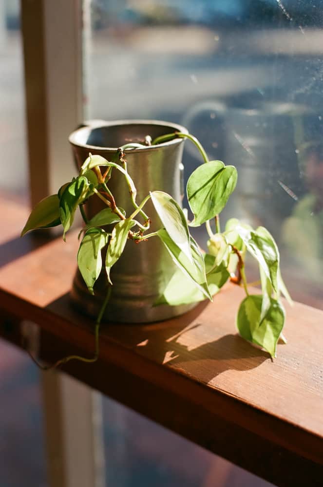 film/0013-0007407/000740740017_r9mgpt