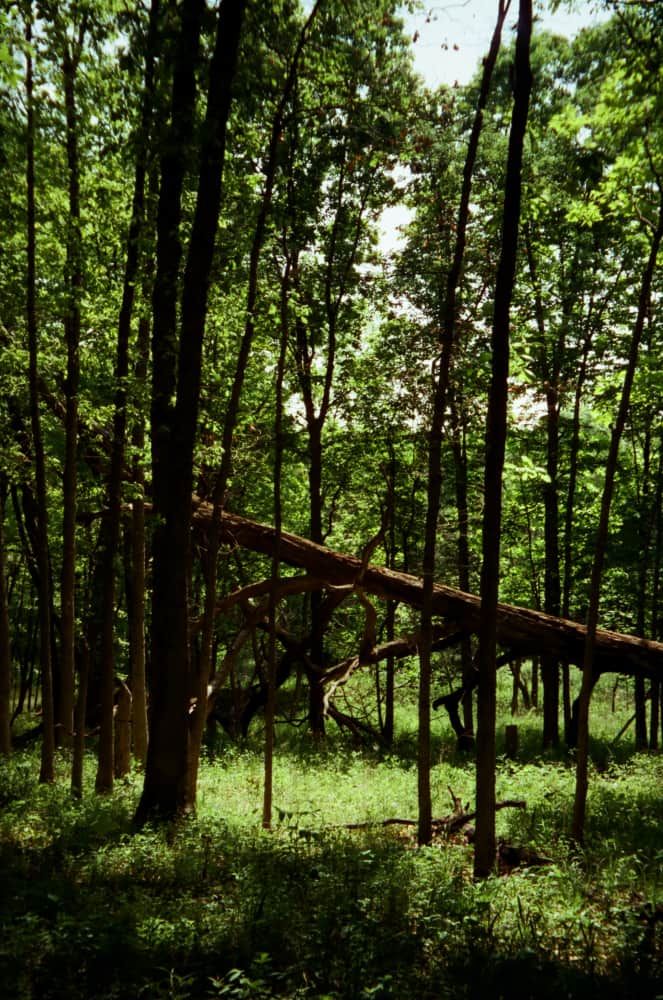 film/0021-0003030300/000303030008_hglwl3