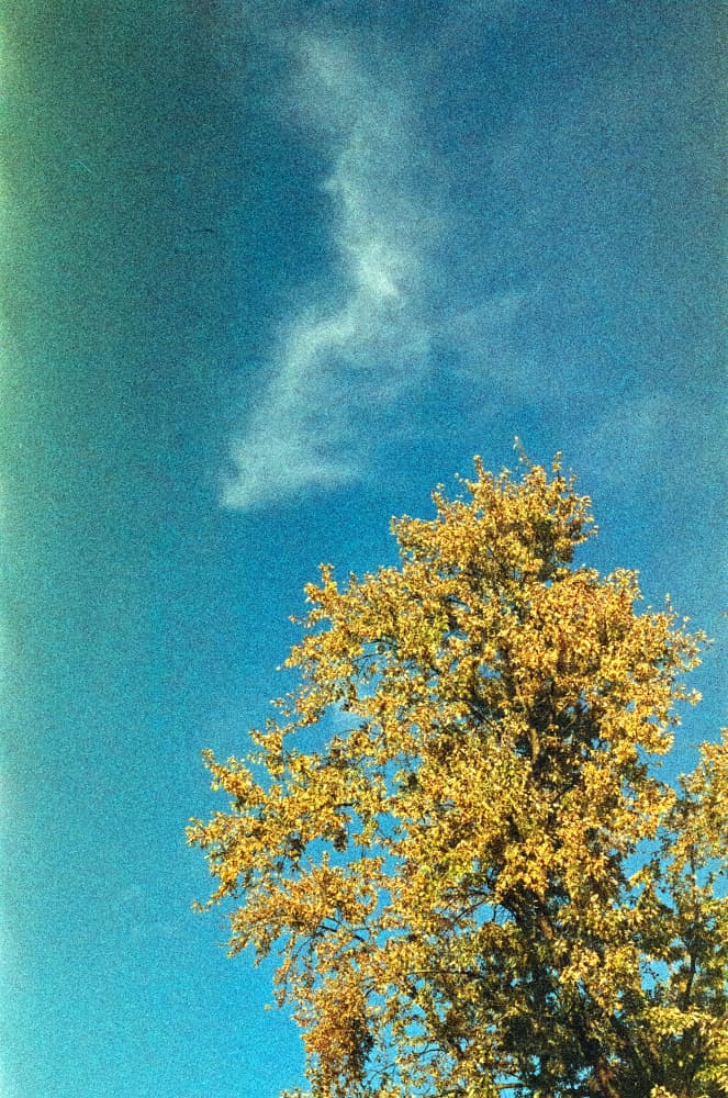 film/0022-0000602000/000060200021_wewjda