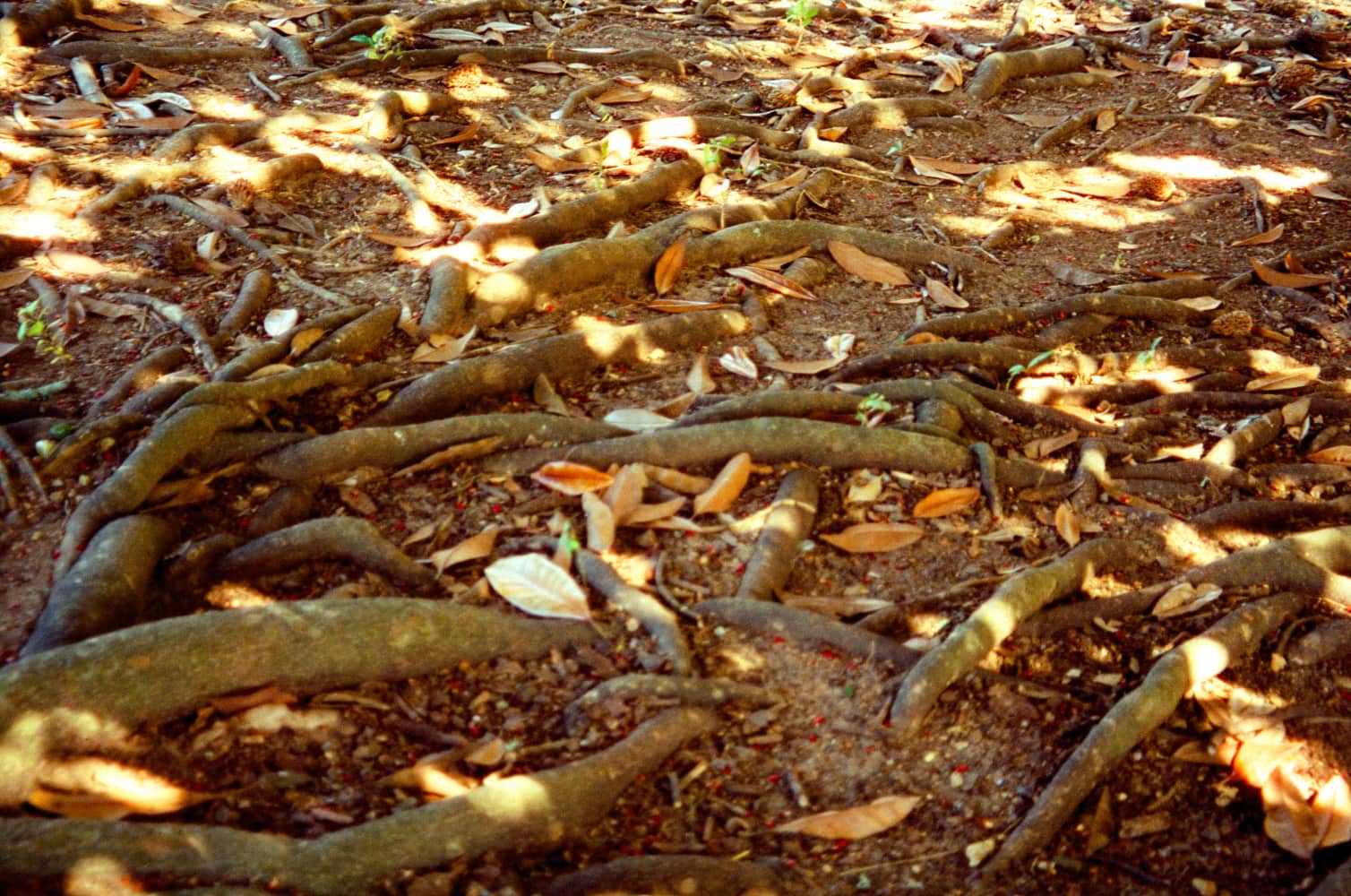 film/0023-0000602100/000060210020_dayig3