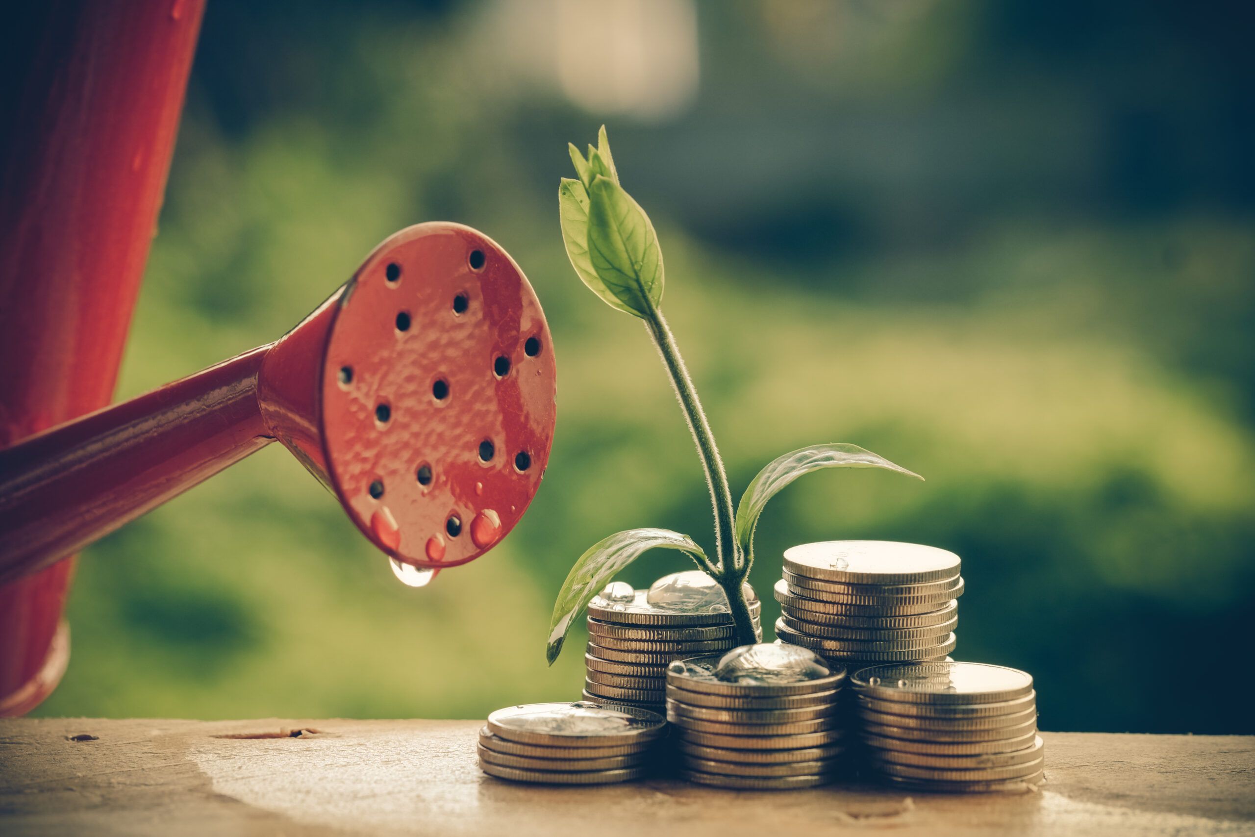 money-plant.jpeg