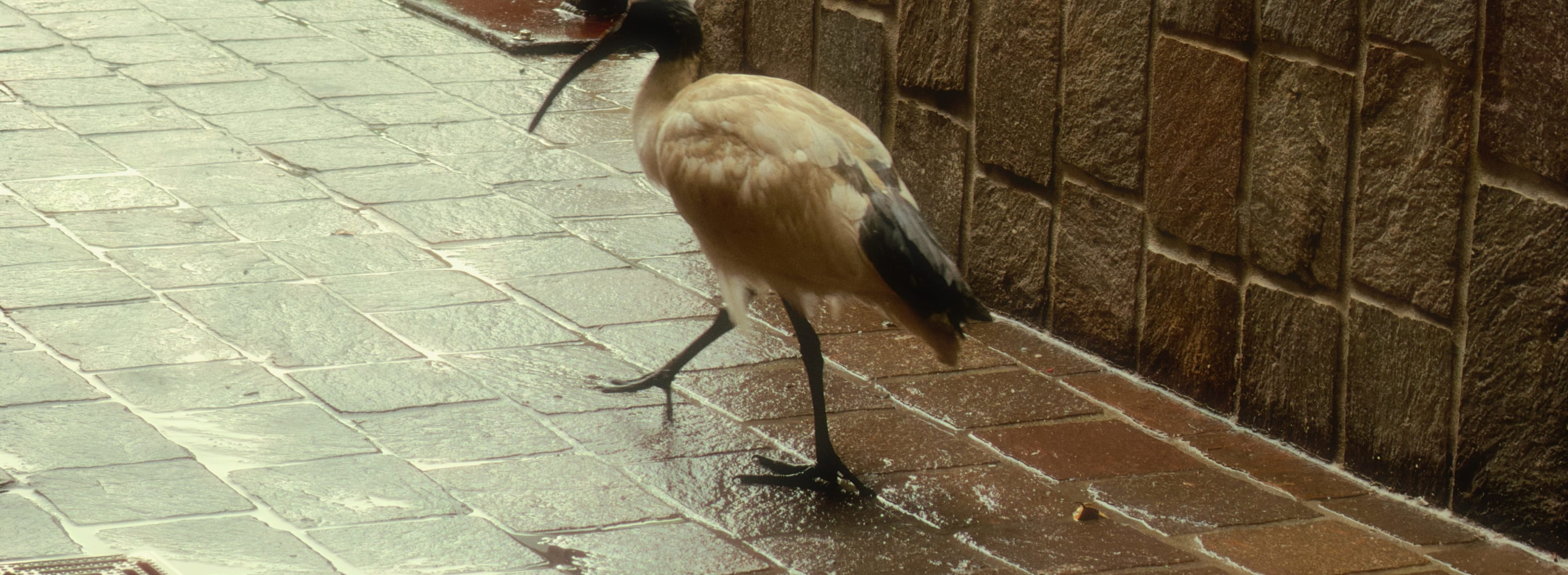 Ibis in the Rain