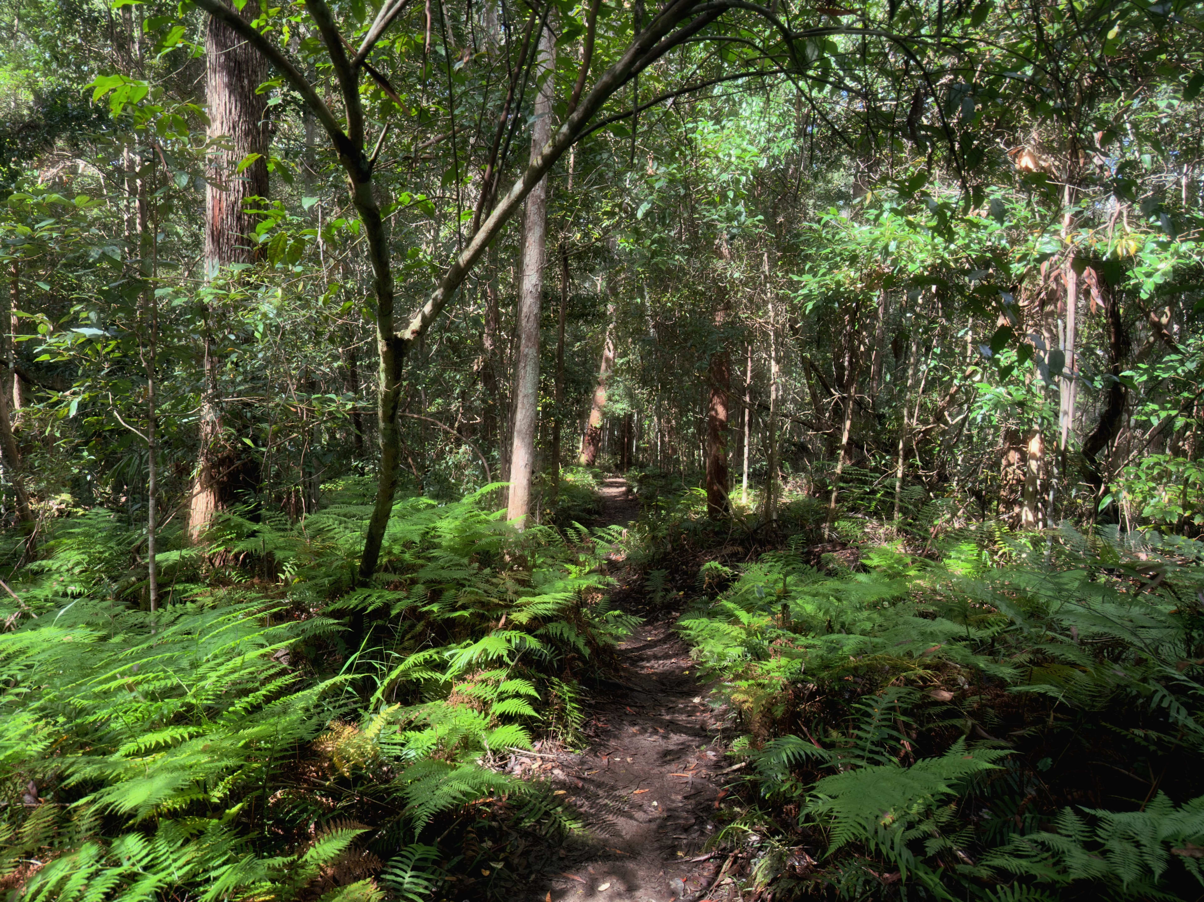 Dappled Fern Trail