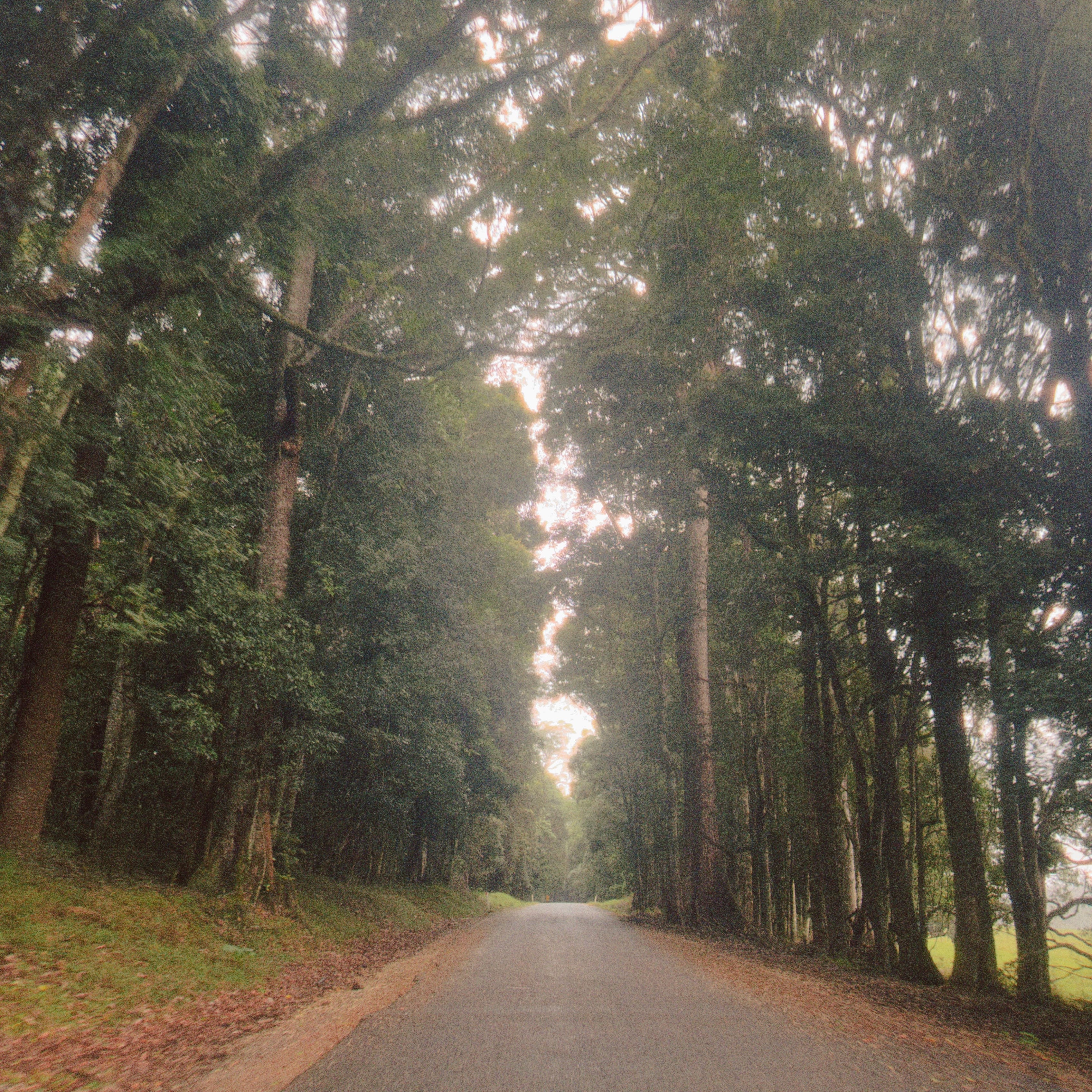 Canopy Archway