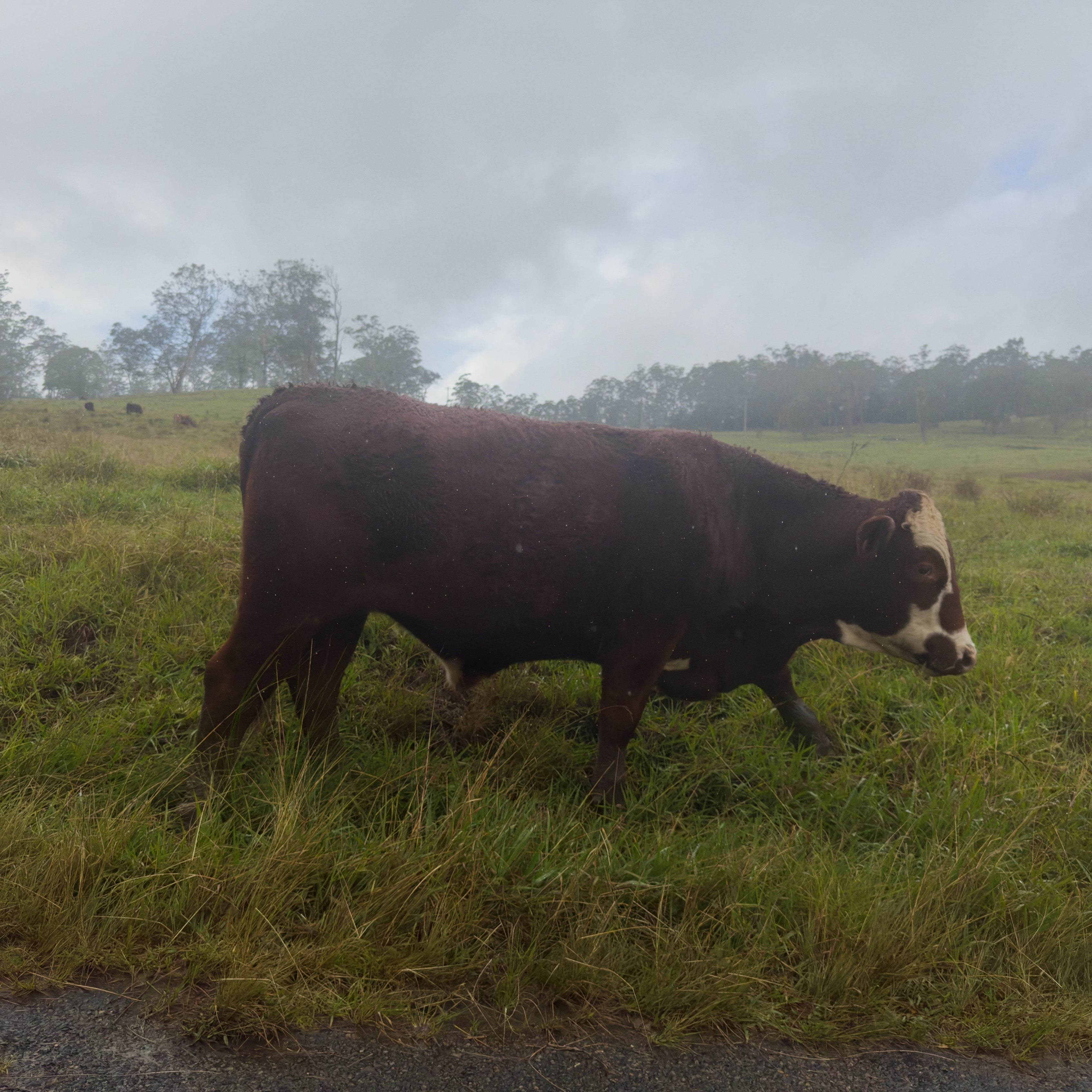 Grazing in the Grey