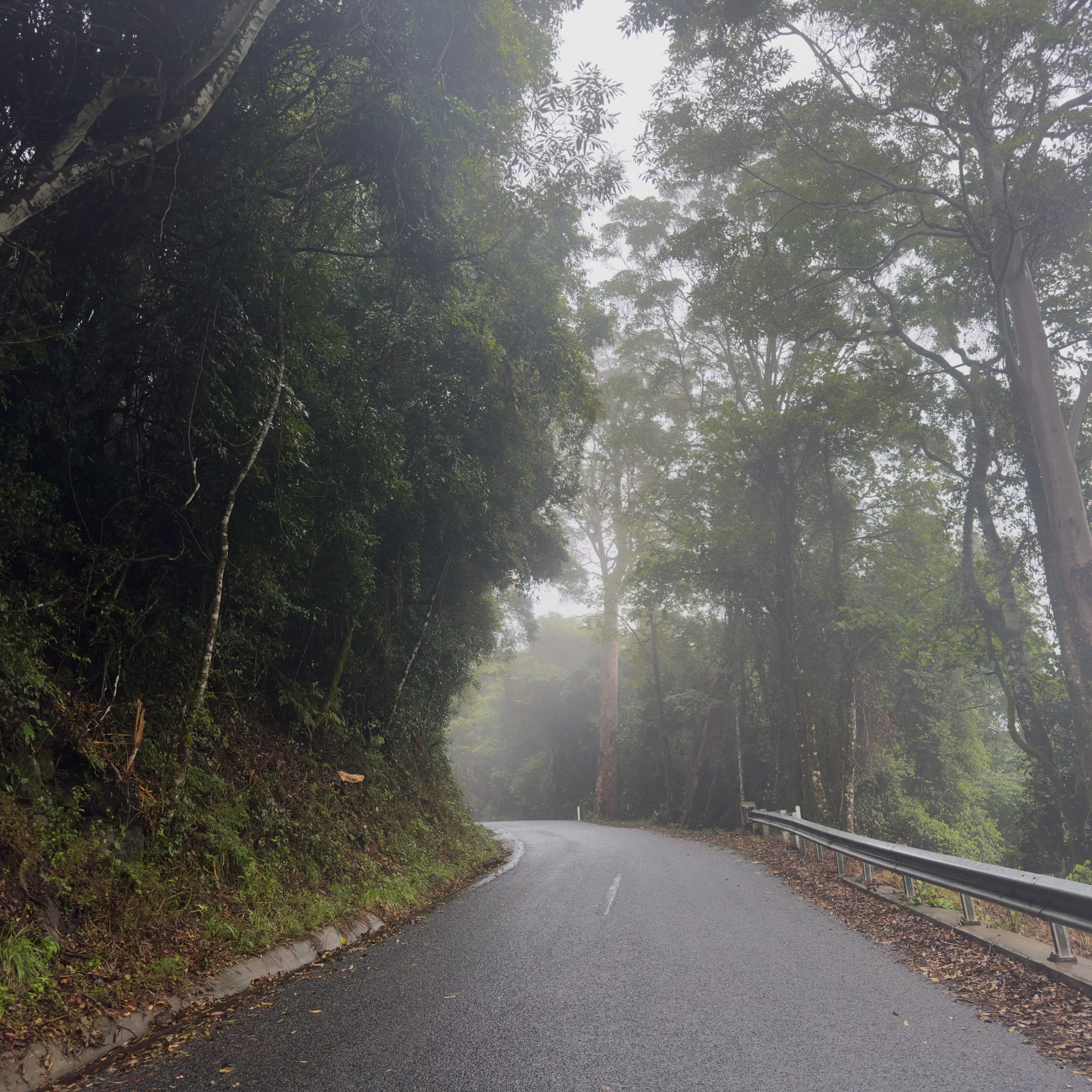 Road into the Mist
