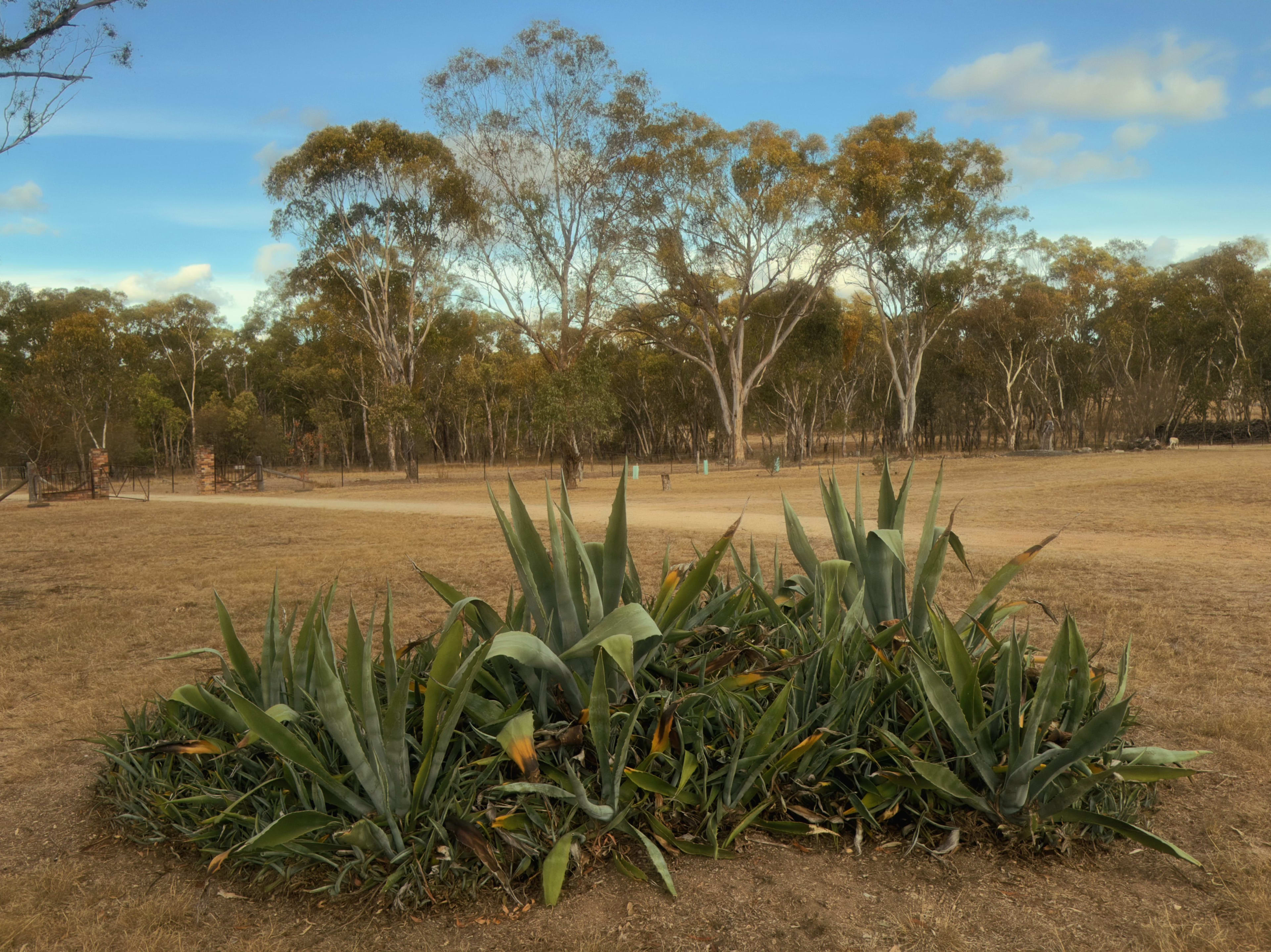 Agave in the Scrub