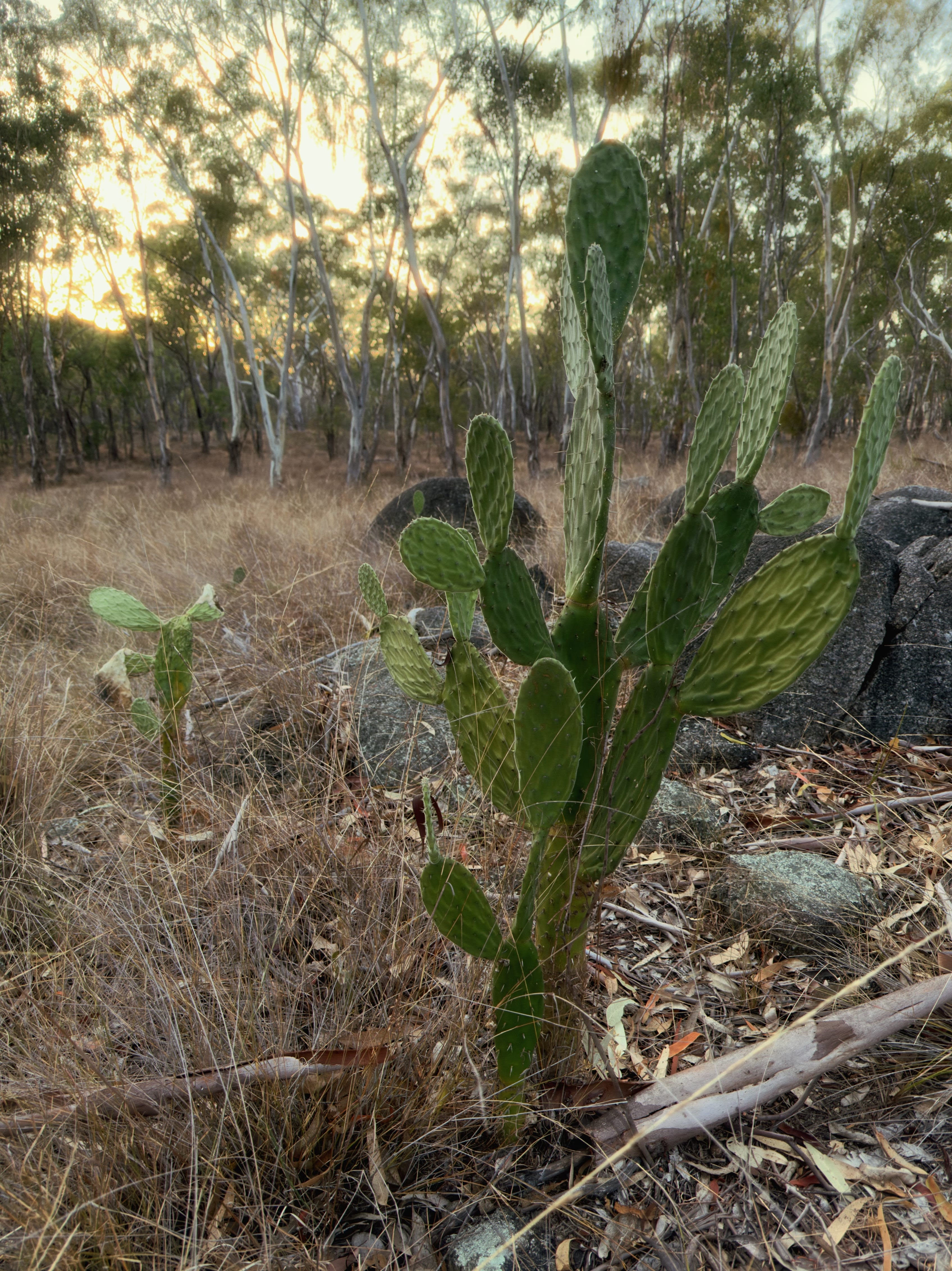 Golden Prickly Pear