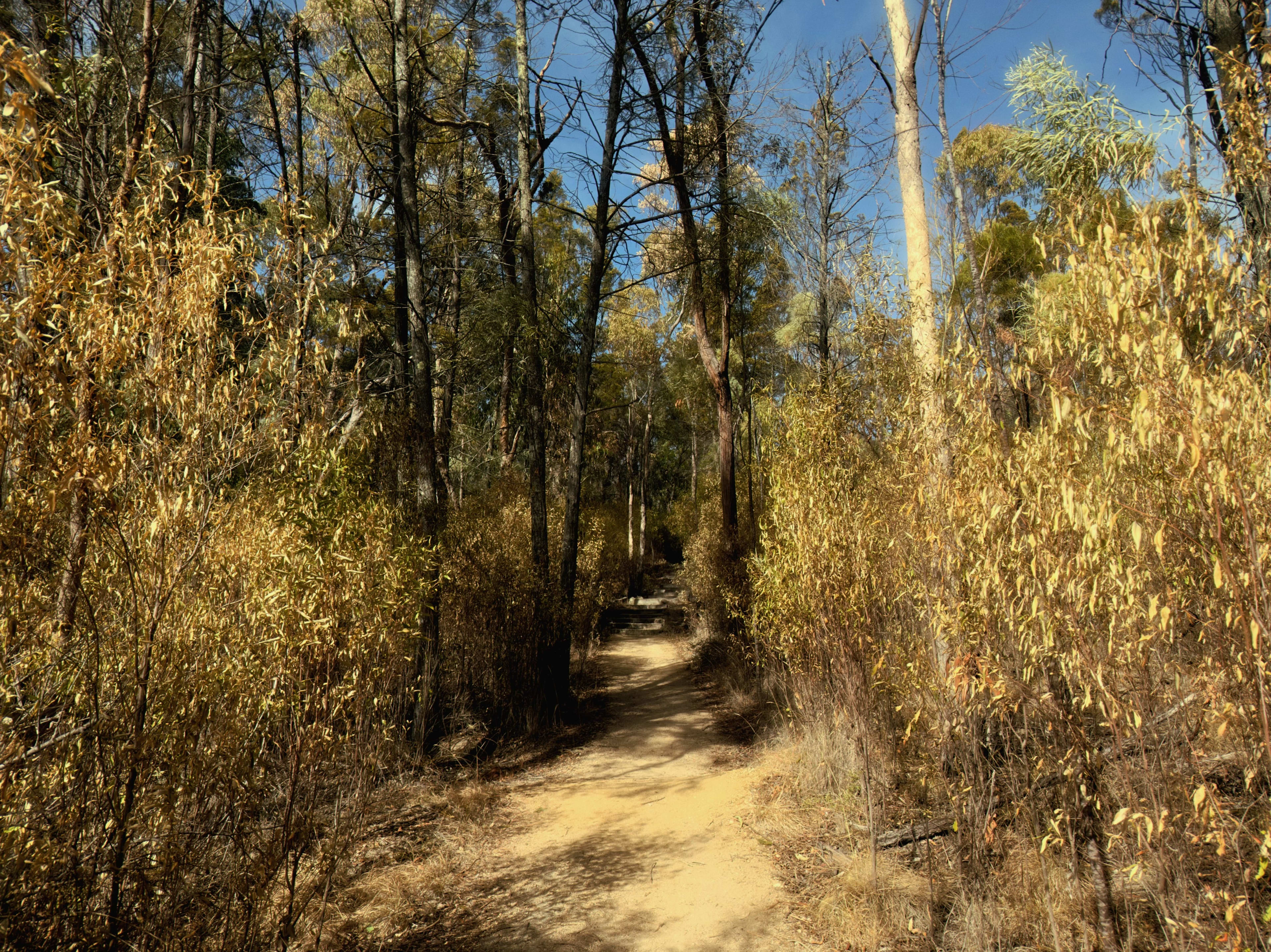 Amber Forest Path