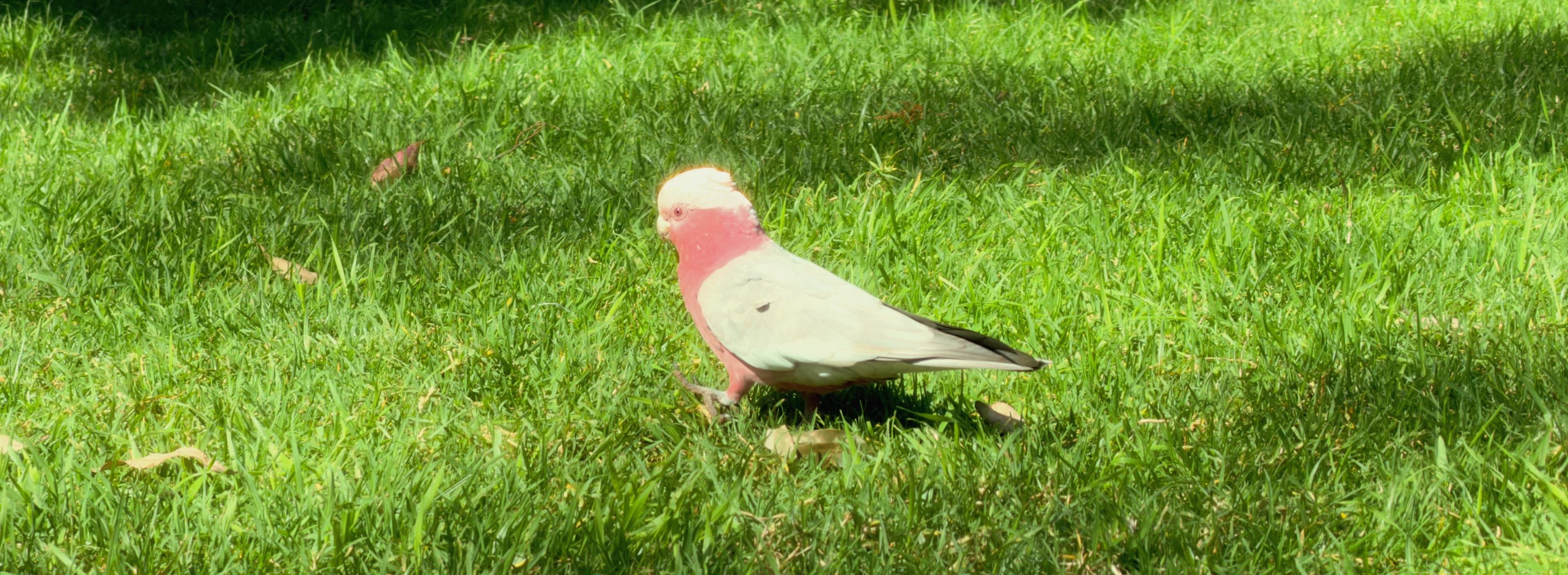 Galah in the sun