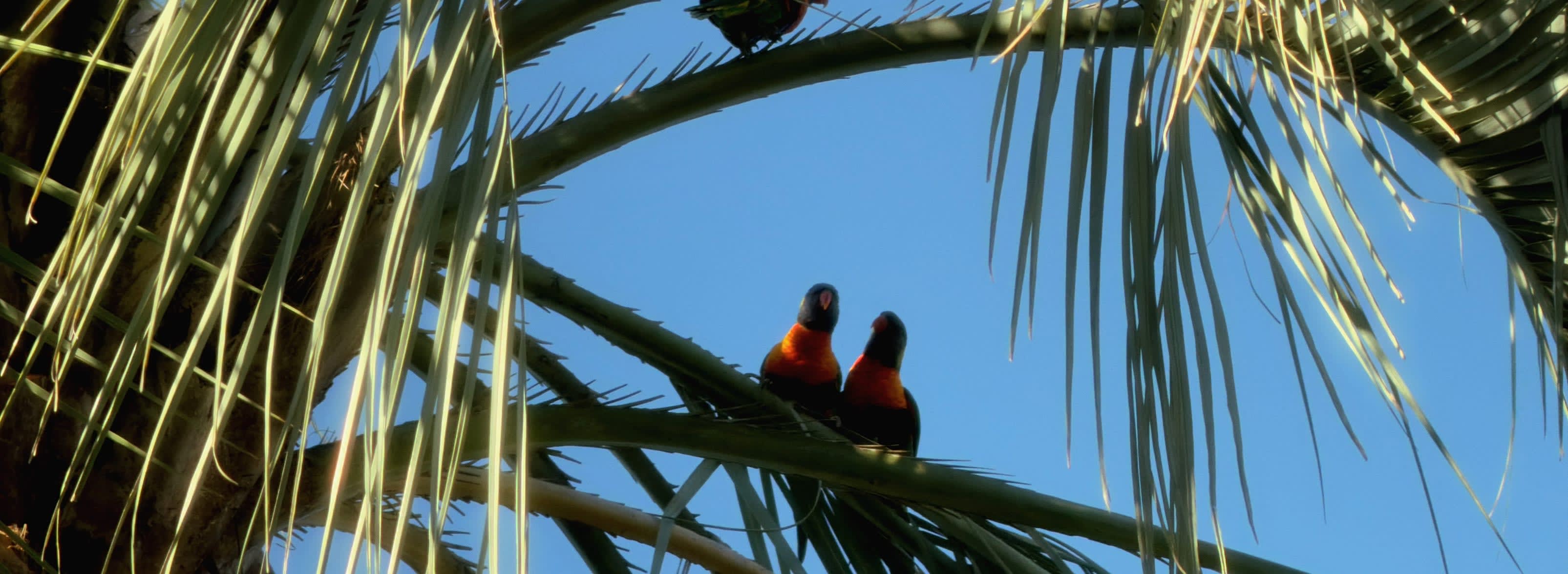 Canopy Perch